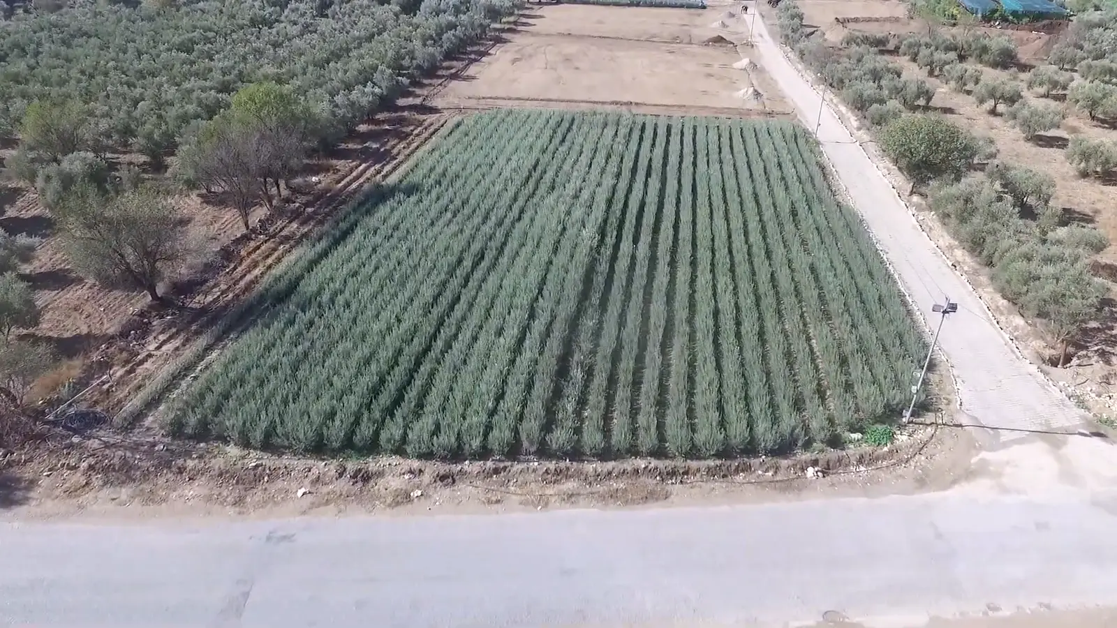 Havadan görülen bir fidan parseli: düzenli sıralar halinde fidanlar, önde yol