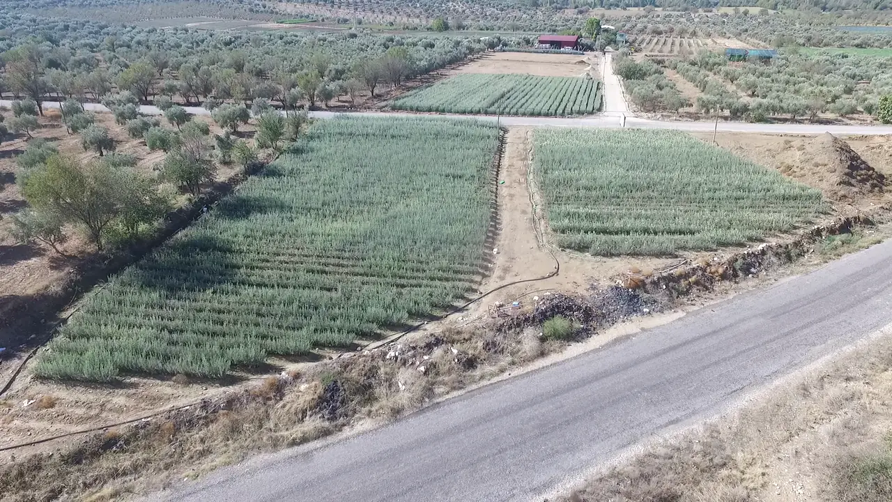 Havadan görülen fidan parselleri: düzenli sıralar halinde fidanlar, aralarında toprak yol, önde asfalt yol