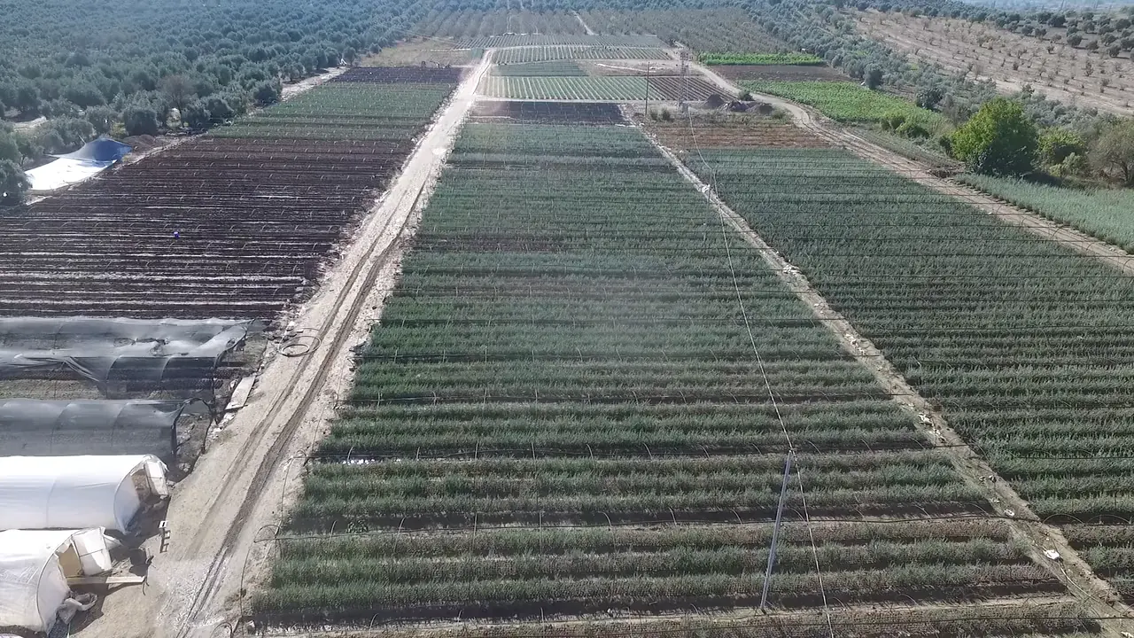 Havadan fidan parselleri: solda beyaz tünel seralar, ortada uzun fidan sıraları ve toprak yollar