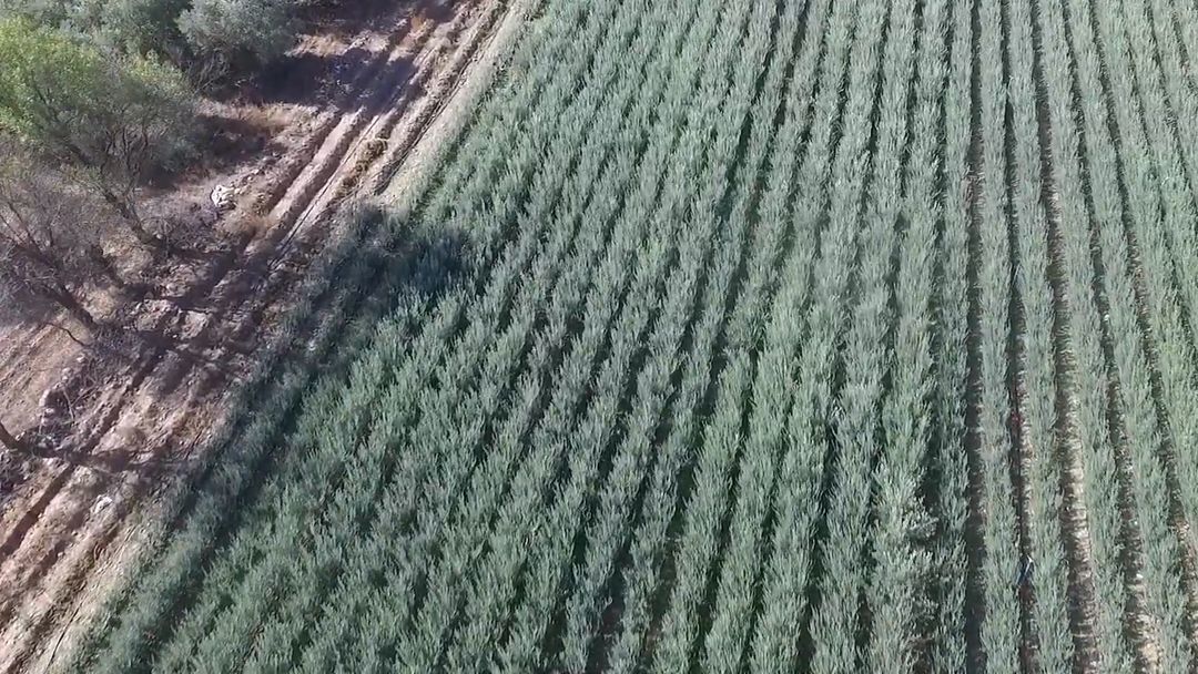 Sıra sıra dikilmiş fidanlar ve yanındaki toprak yol, havadan