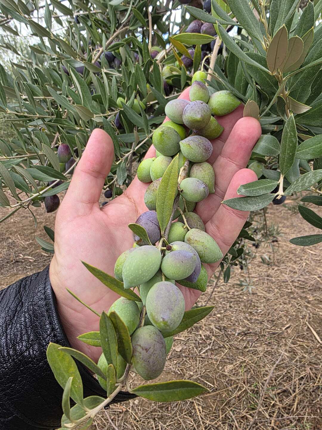 Avuçta tutulan zeytin salkımı
