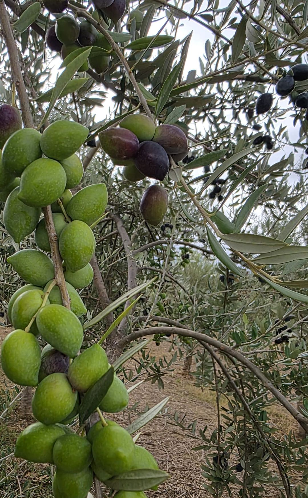 Dalda yeşil ve koyulaşmaya başlamış zeytin taneleri