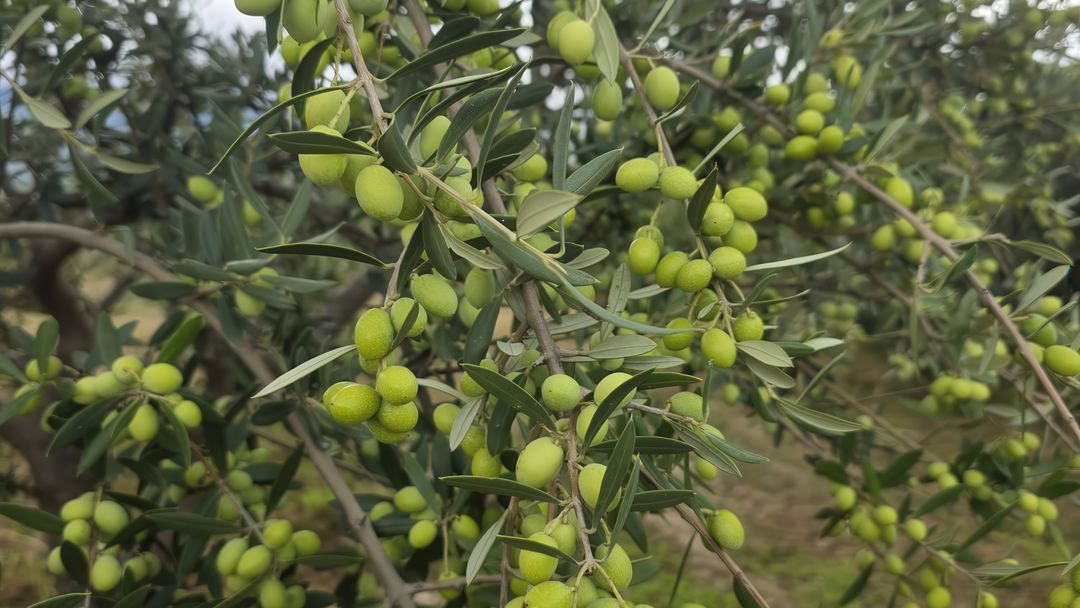 Dallarda yeşil zeytin salkımları