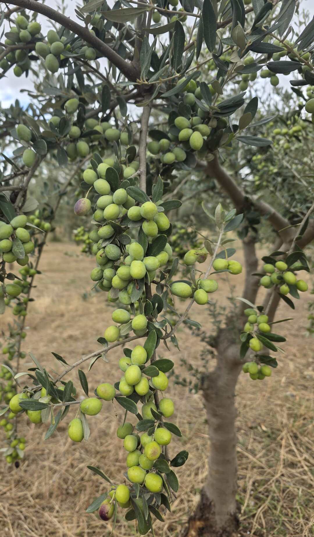Bir zeytin ağacının dalında asılı yeşil zeytin salkımları