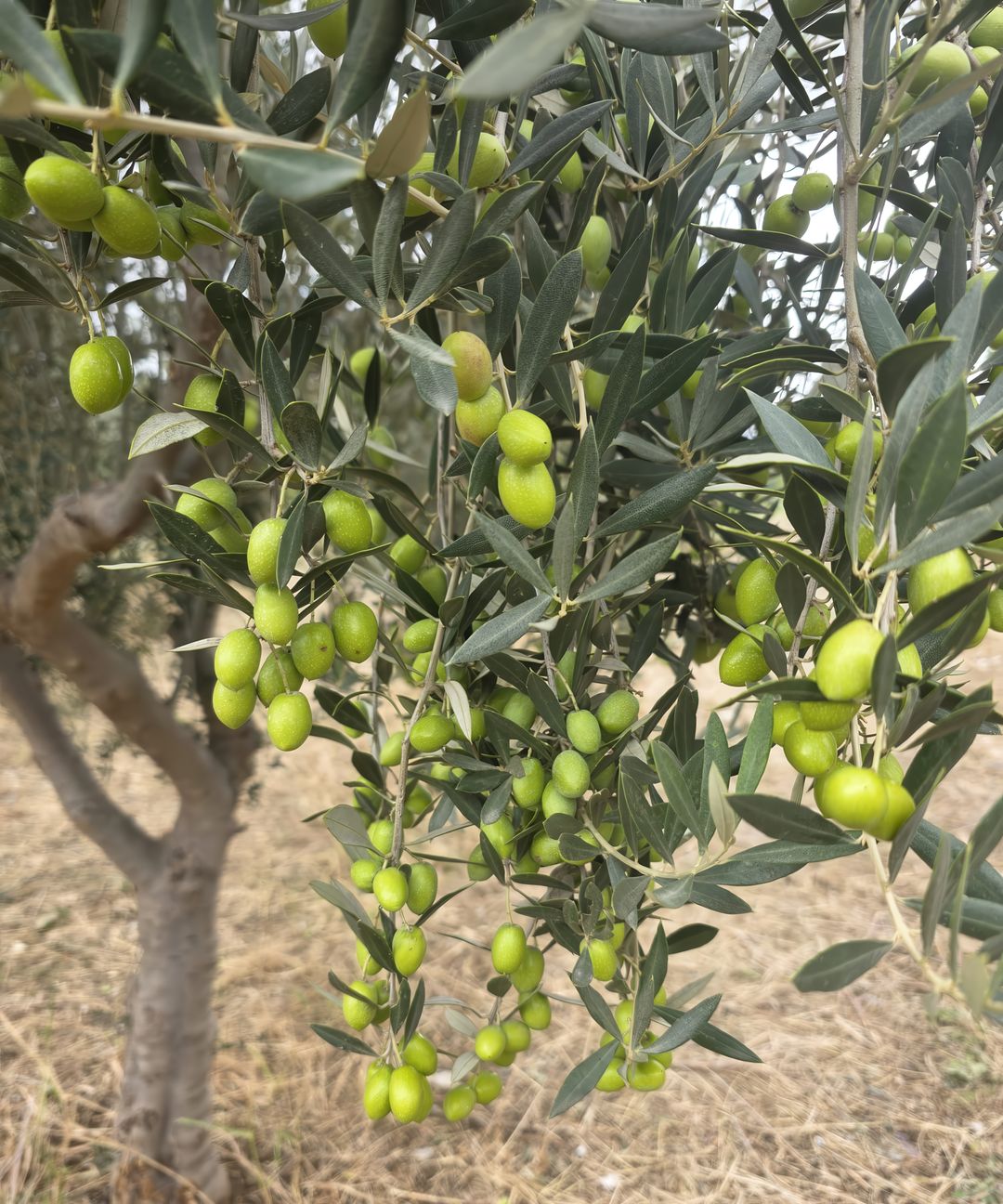 Dalda yeşil zeytin salkımları, solda zeytin gövdesi